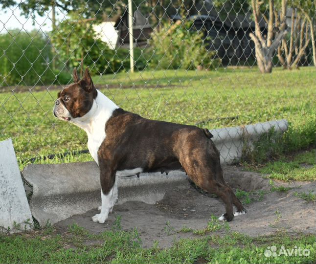 Бостон терьер девочка