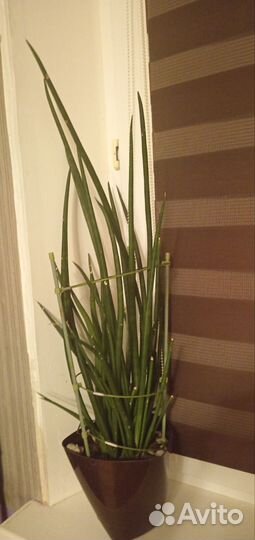 Сансевиерия цилиндрика
