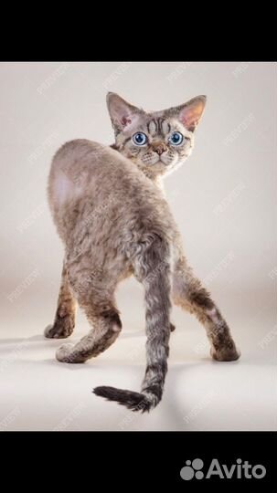 Девон-рекс в разведение