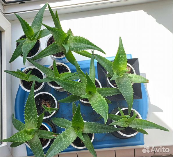 Алоэ пёстрое (Юкунда ). Каланхоэ цветущее