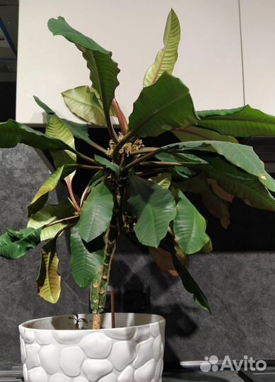 Молочай, толстянка/ денежное дерево