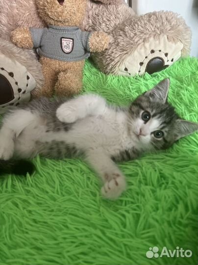 Кошка