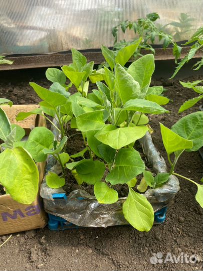 Рассада