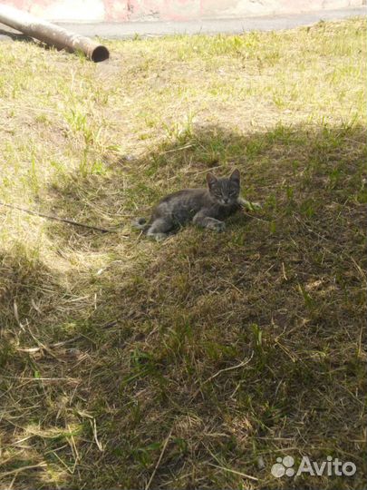 Котята 3 месяца