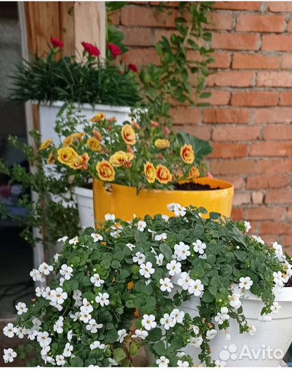 Бакопа вегетативная, черенки