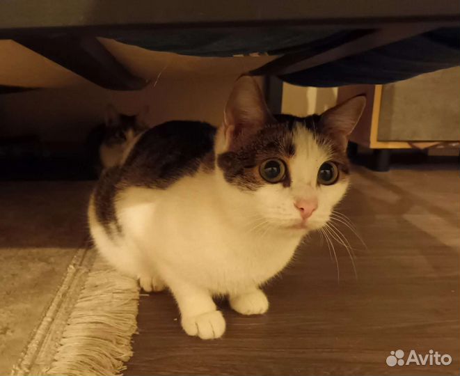 Кошка Подружка ищет дом