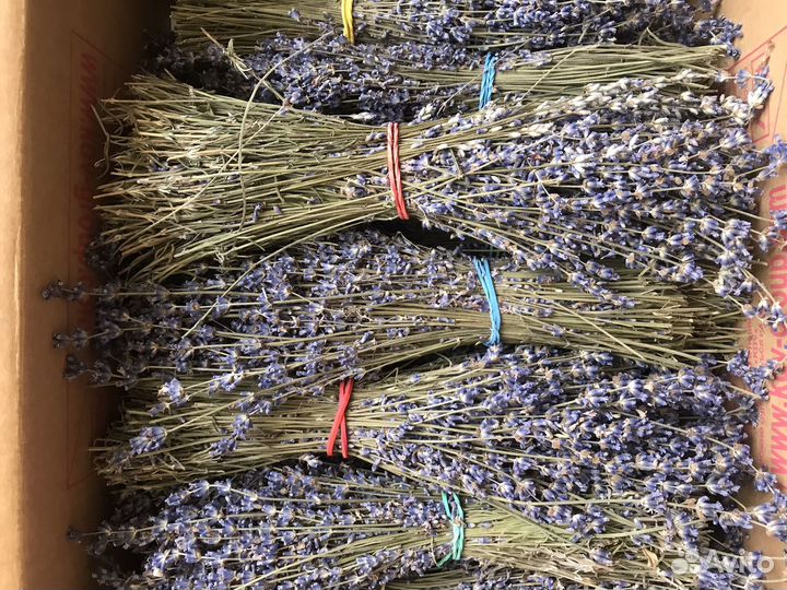 Лаванда сухоцвет