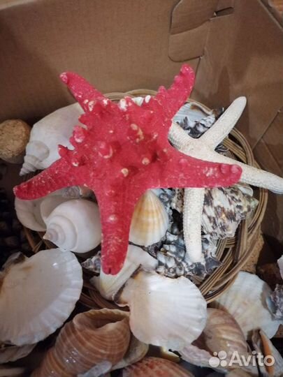 Большая коробка ракушек