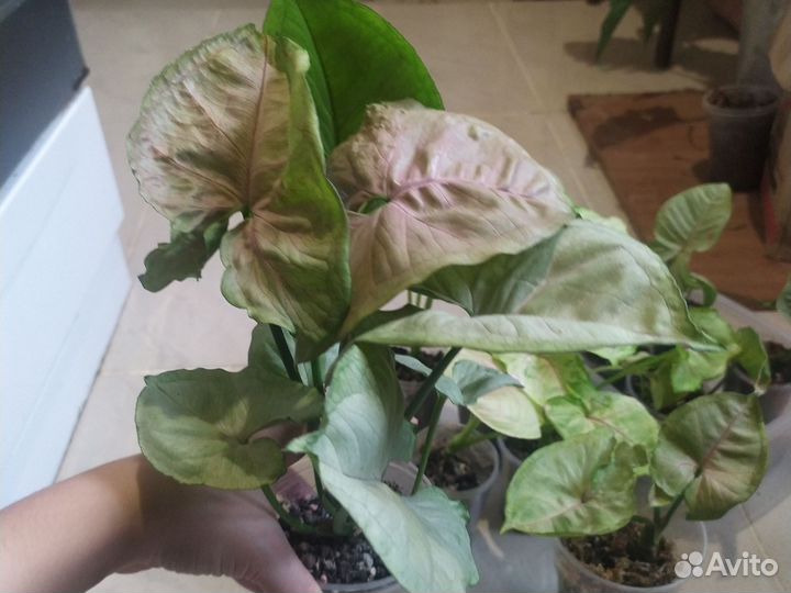 Сингониумы