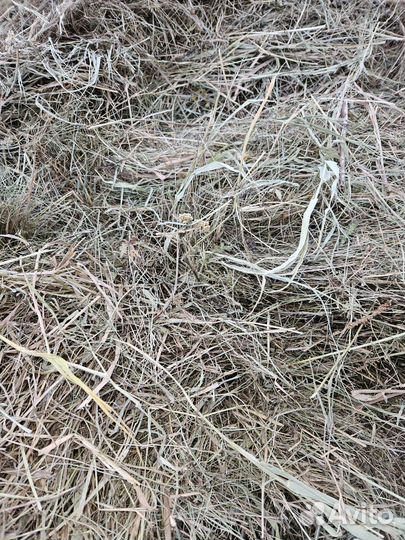 Продам сено в рулонах