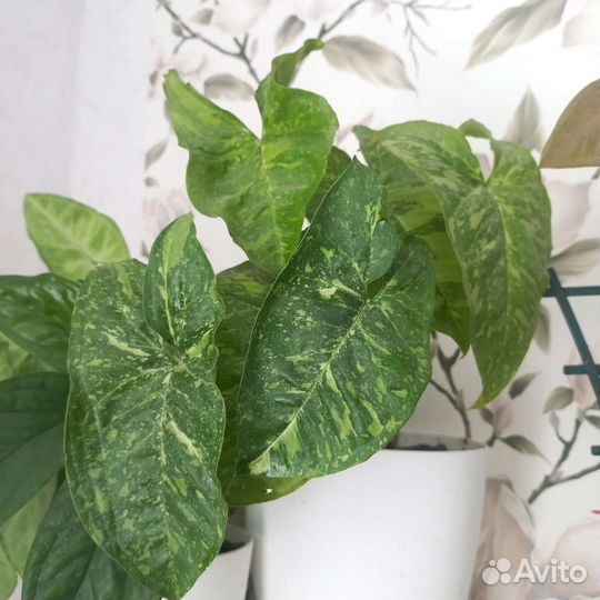 Сингониум панда