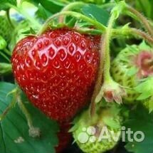 Садовая клубника Мице Шиндлер