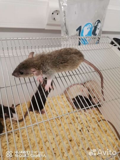 Декоративная крыса дамбо