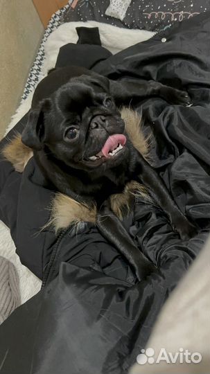 Продам мопса