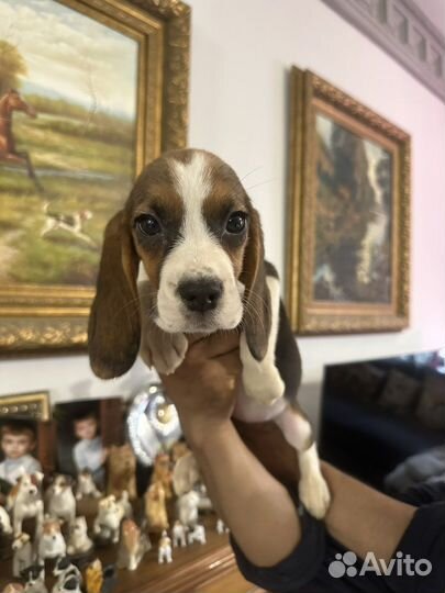 Щенки бигль