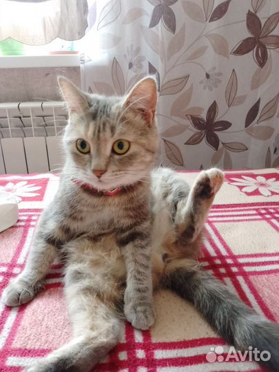 Отдам кошку,в добрые руки