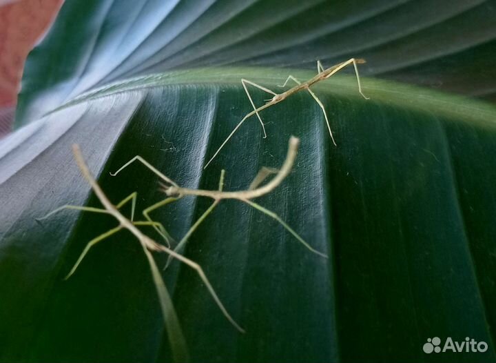 Аннамский палочник