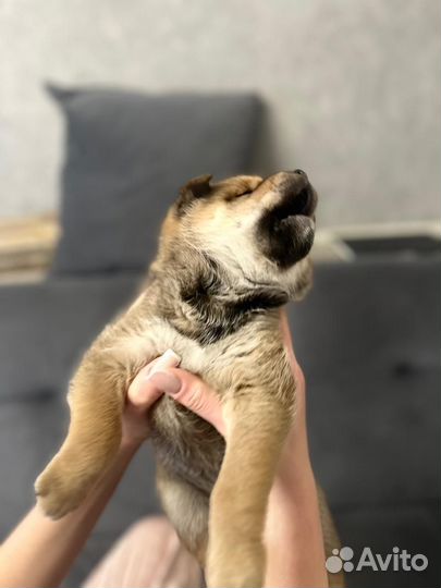 Щенки сиба ину