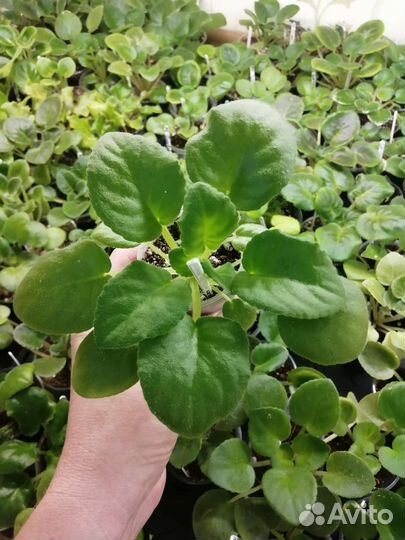 Детки сортовых фиалок