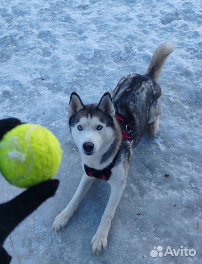 Хаски в добрые руки
