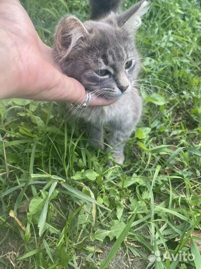 Котенок девочка