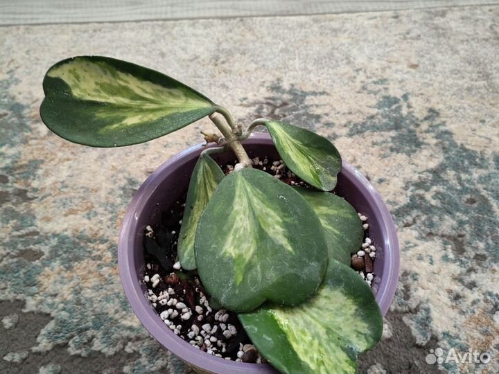 Хойя керри спот центр. Хойя Бахой