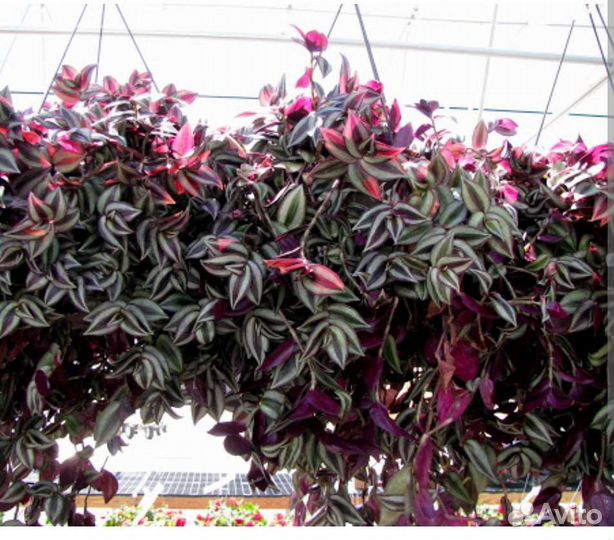 Традесканция зебрина