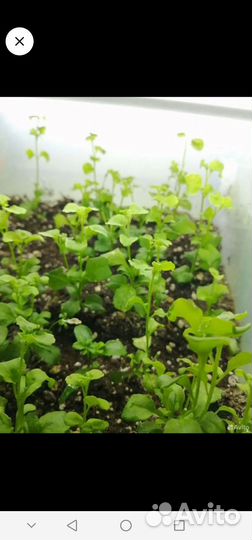 Лобелия вегетативная