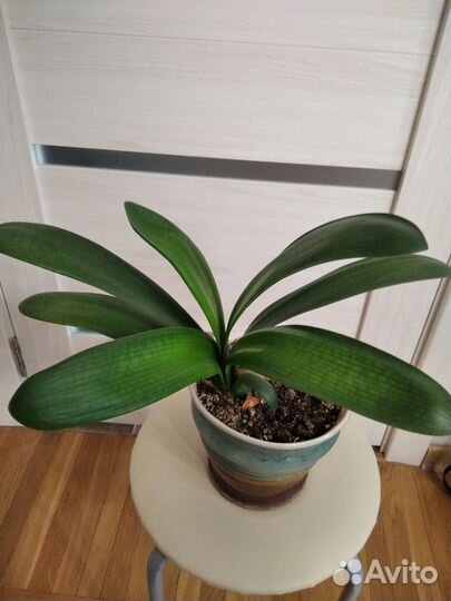 Кливия (лилия )