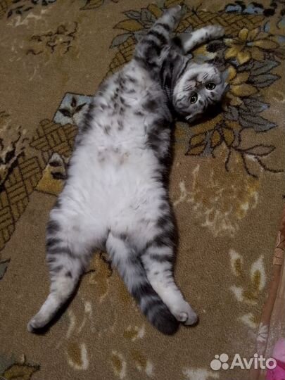 Отдам бесплатно кошечку в хорошие руки