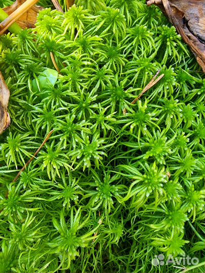 Мох сфагнум