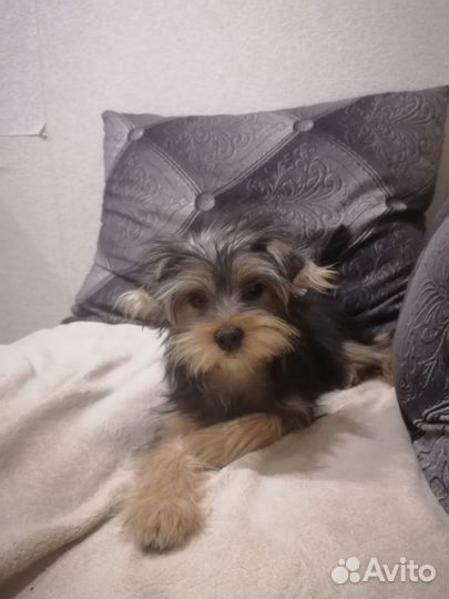 Йоркширский терьер