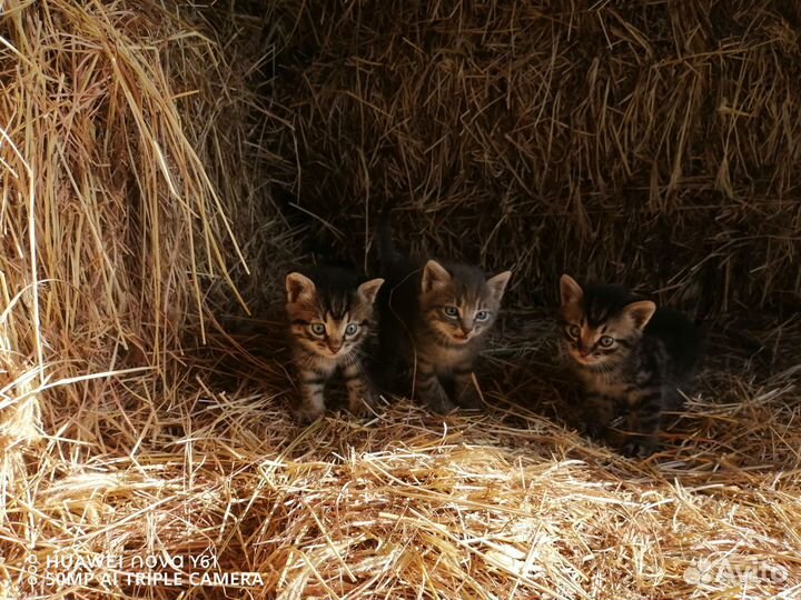 Котята в хорошие руки