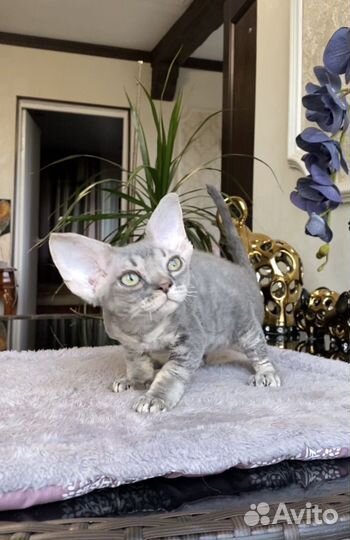 Мальчик красавчик