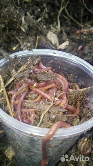 Охота и рыбалка