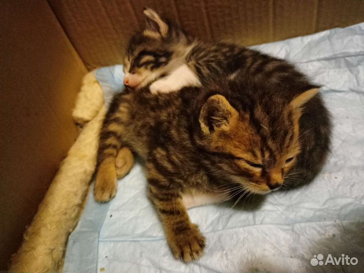 Котята в добрые руки