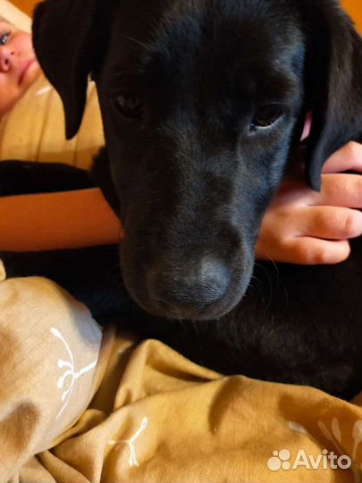 Метис малинуа, бесплатно