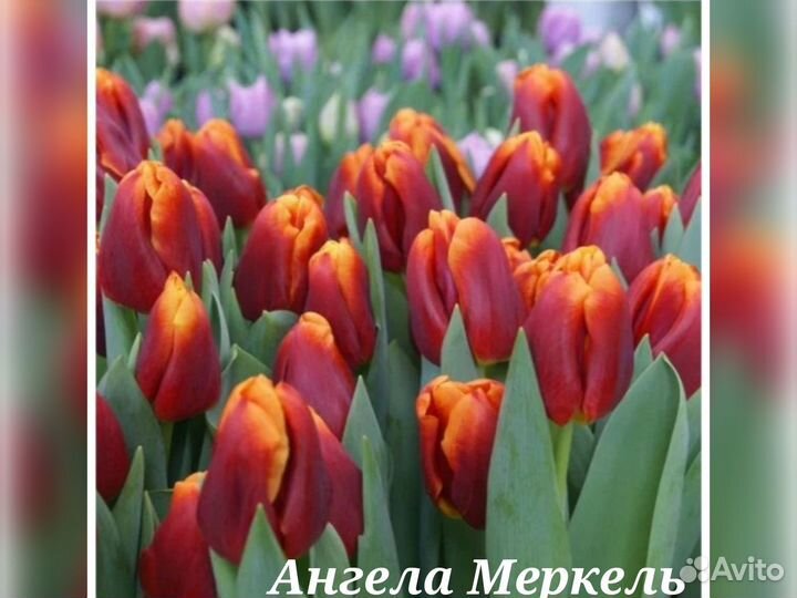 Тюльпаны срезка