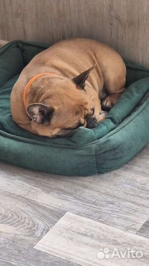 Передержка собак