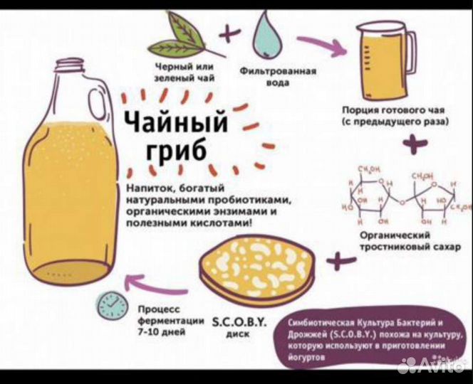 Чайный гриб (комбуча)