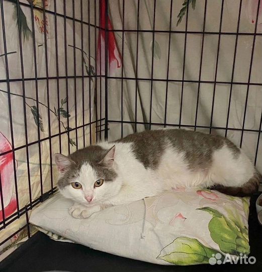 Кошки в добрые руки