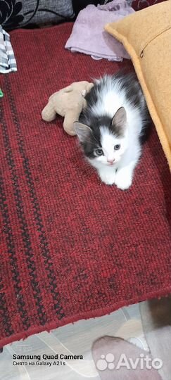 Котёнок