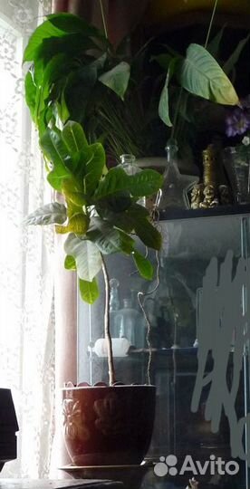 Кашпо обливная керамика СССР