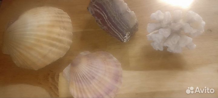 Раковины кораллы для аквариума