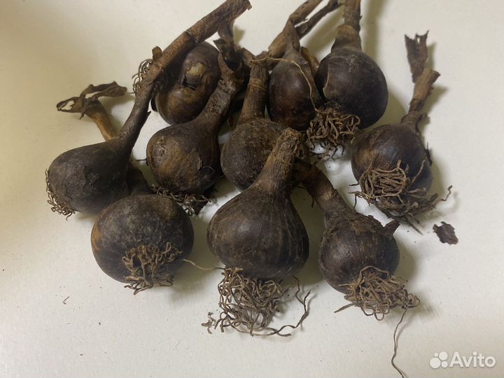 Штернбергия