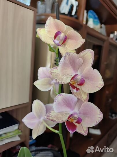 Фаленопсис Пират пикотти