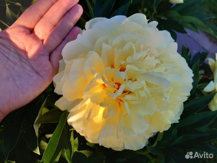 Коллекционные пионы на осень