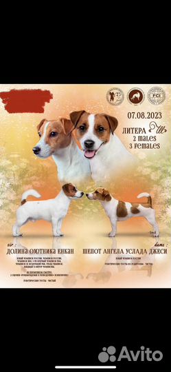 Джек Рассел терьер