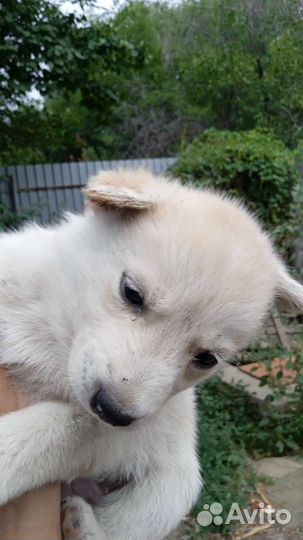 Отдам бесплатно