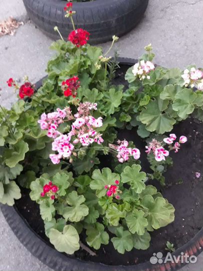 Герань пеларгония